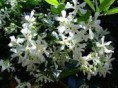 /album/galerie-de-photos-mars/jasmin-etoiles-jpg/